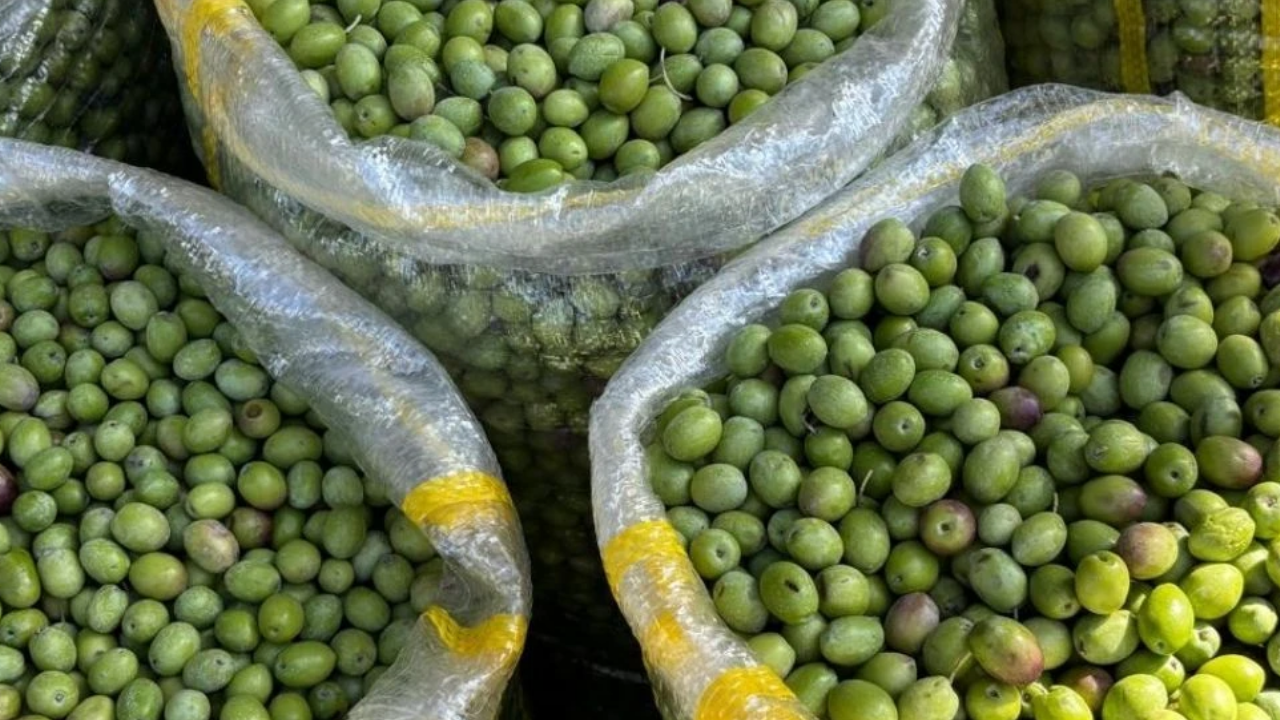 Derik Zeytini Diyarbakır’da Fiyatıyla Dikkat Çekiyor