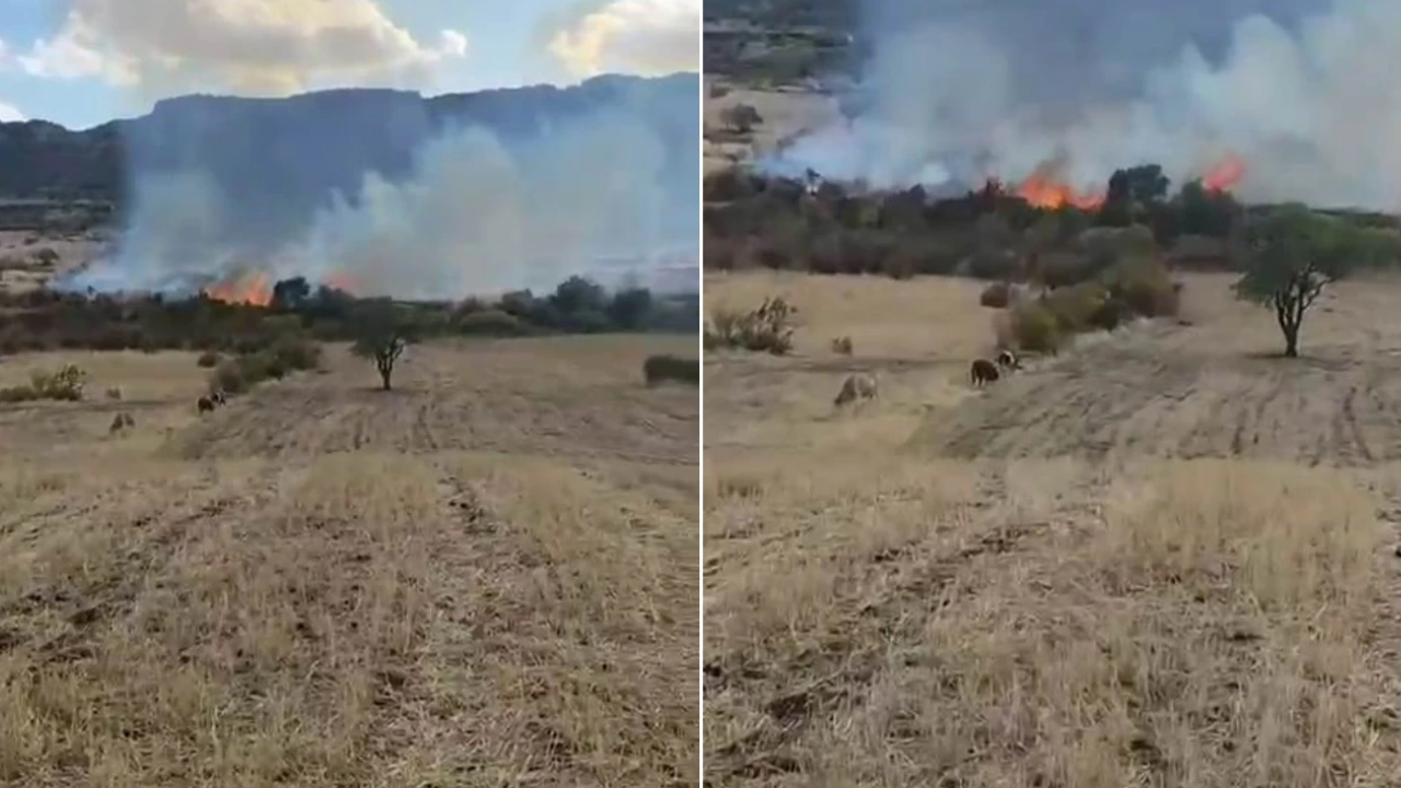 Diyarbakır’da ot yangını paniğe yol açtı: Alan küle döndü