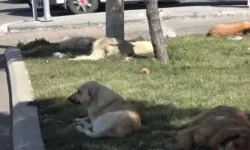 Diyarbakır'da saldırgan köpek alarmı!