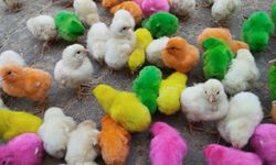 Diyarbakır'da rengarenk civcivler pazarda satılıyor!