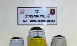 Diyarbakır’da 170 bin 500 kök kenevir ele geçirildi