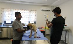 Diyarbakır'da gençlik hastalığına yakalanan yavru köpek tedavi altında