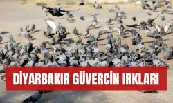 Diyarbakır'ın güvercin ırkları nelerdir? 2024 fiyatları ve mezatı