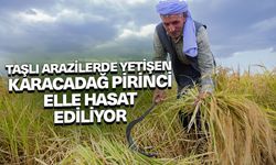 Karacadağ’ın tescilli pirinci, 100 bin yıllık yanardağ eteklerinde yetiştiriliyor