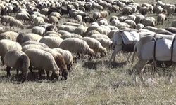 Kulp yaylalarındaki göçerlerin dönüş yolculuğu başladı