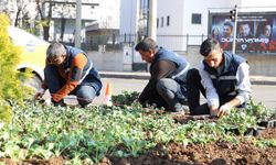 Diyarbakır’da 1 milyon 30 bin kışlık çiçeği toprakla buluşturdu