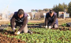 Diyarbakır’da kışlık çiçek dikimi başladı