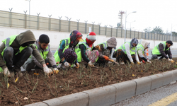 Diyarbakır’a 46 bin gül ile bahar dokunuşu