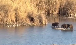 Diyarbakır’da domuz sürüsü Dicle Nehri'ni geçti