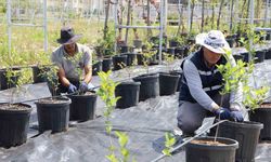 Belediyeden yaban mersini ve aronya üretimi için yeni adım