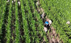 Bismil’de mısır tarlasına gizlenmiş 41 bin kök skunk ele geçirildi