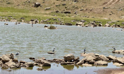 Diyarbakır’da yıllar sonra flamingo sürprizi