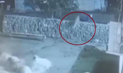 Koyunun ölü taklidi, kurtun avını boşa çıkardı