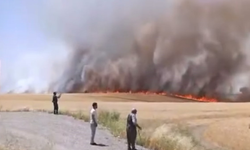 Rüzgar yangını yaydı, bin dönüm ekin kül oldu
