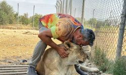 Diyarbakırlı iş adamının aslan sevgisi