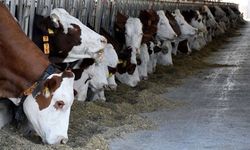 Diyarbakır’da Şap nedeniyle kapatılan hayvan pazarının yanında korsan satış