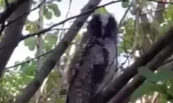 Diyarbakır’da koruma altındaki baykuş ailesi görüntülendi