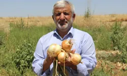 Diyarbakır'da Soğan Hasadı Tarlada Kaldı, Çiftçiler Büyük Zarar Yaşadı!