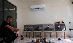Diyarbakır’da güvercinlere 5 yıldızlı yaz konforu