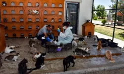 Diyarbakır hayvan bakımevi 6 ayda 10 bin ihbarı değerlendirdi