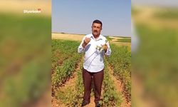 Çınar’da 6 bin dönüm pamuk susuzluktan kurudu