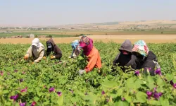 Diyarbakır’da sıcakta uzun mesai, düşük yevmiye