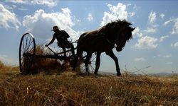 Diyarbakırlı biçerdöverler Kars’ta buğdayları hasat ediyor