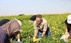 Eşbaşkan Dündar, işçilerle biber topladı