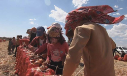 Diyarbakır’da çocuk işçiliği ve eğitim krizi