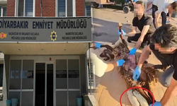 Diyarbakır’da şok operasyon: Koyunun karnından uyuşturucu çıktı