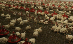 Almanya’da kuş gribi krizi: 400 bin hayvan itlaf edildi