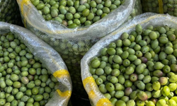 Derik Zeytini Diyarbakır’da Fiyatıyla Dikkat Çekiyor