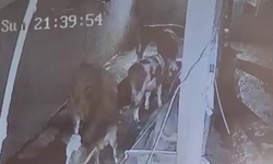 Diyarbakır’da çiftliğe yıldırım düştü: 3 inek telef oldu