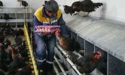 Diyarbakır’da vatandaşlar organik yumurtaya yöneldi