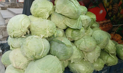 Muş’ta Hasat Edilen Lahanalar Diyarbakır’a Ulaştı: Sezon Başladı