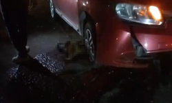 Silvan’da yol ortasında doğum yapan mandaya otomobil çarptı