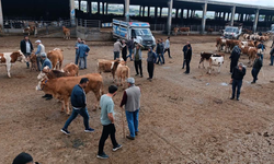 Aşılama dönemi geride kaldı, Diyarbakır’da pazar kapılarını açtı