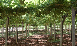 Diyarbakır’da Bağcılık sektörüne destek: Başvurular başladı