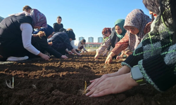 Diyarbakır’da Kadınlar Safran ekimiyle bereket katıyor