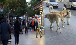 Diyarbakır’da 'sokak köpeklerini besleme yasağı' tartışma konusu oldu