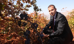 Diyarbakır’da üreticilere büyük destek: Modern bağcılık hibeleri açıldı