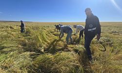 Diyarbakır’ın ata tohumu karacadağ pirinci dünyaya açılıyor