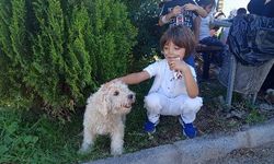 Diyarbakır’da 2025’te binlerce sahipsiz hayvana umut oldular