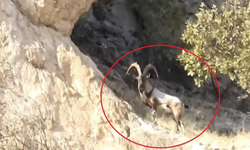 Diyarbakır’da koruma altındaki keçiler doğada görüntülendi