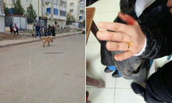 Diyarbakır’da sokak köpekleri korkutuyor: Saldırı sonucu 2 yaralı