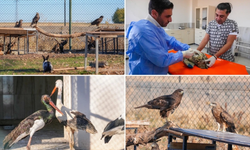 Diyarbakır'da yaban hayvanlarına yönelik silahlı tehdit