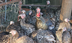 Diyarbakır’da yılbaşı bereketi: Hindi pazarı hareketlendi