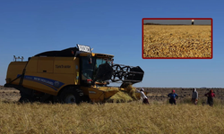 Diyarbakır’dan Dünya sofralarına uzanan lezzet: Karacadağ pirinci