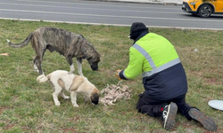 Diyarbakırlı yurttaştan sokak hayvanlarına örnek duyarlılık