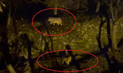 Silvan’da kurt paniği: Aç kalan kurtlar yerleşim yerine indi